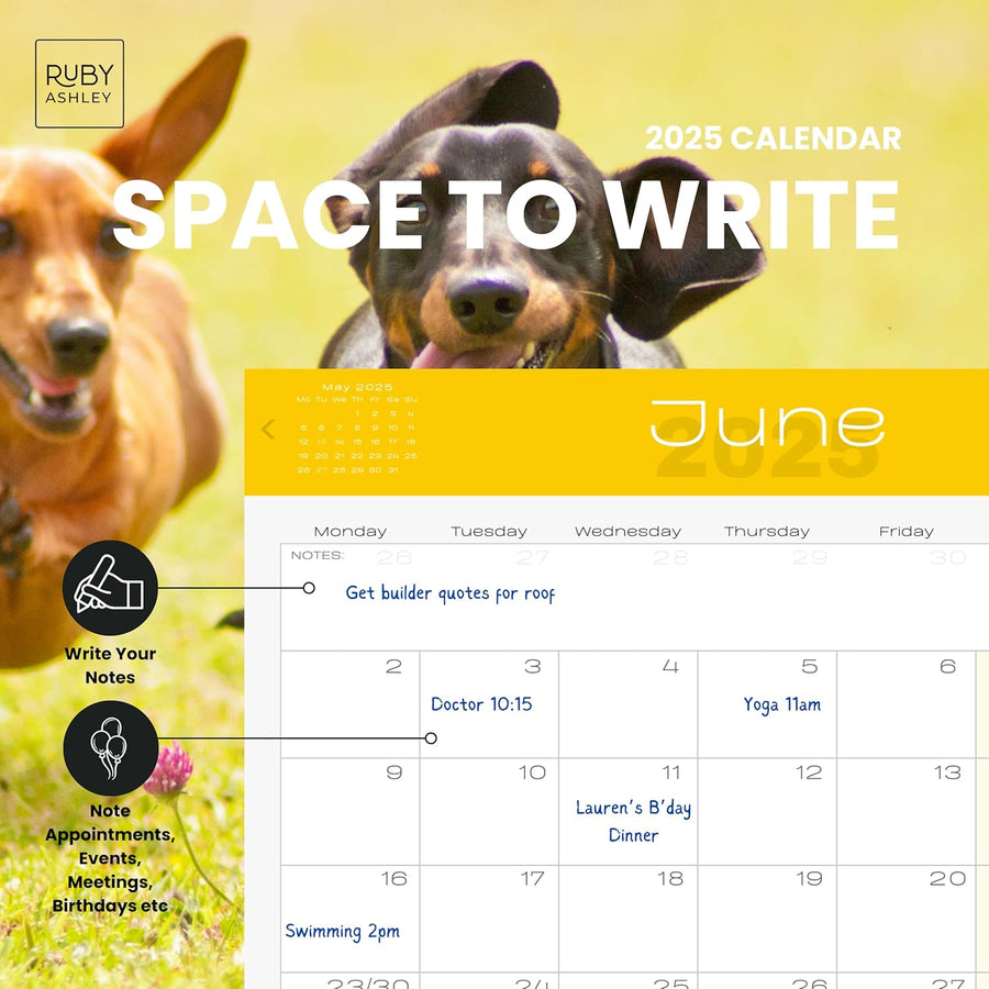 2025 Dachshund Dogs Calendar: 13 Months of Stunning Images, UK Notable Dates, Essential Contacts & Religious Festivals Included