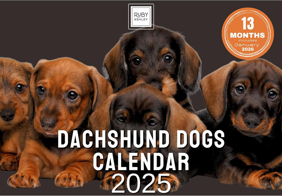 2025 Dachshund Dogs Calendar: 13 Months of Stunning Images, UK Notable Dates, Essential Contacts & Religious Festivals Included