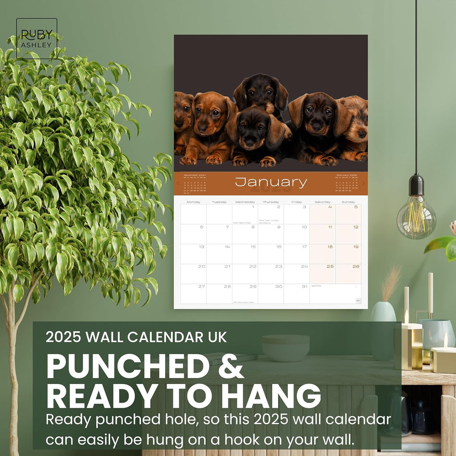2025 Dachshund Dogs Calendar: 13 Months of Stunning Images, UK Notable Dates, Essential Contacts & Religious Festivals Included