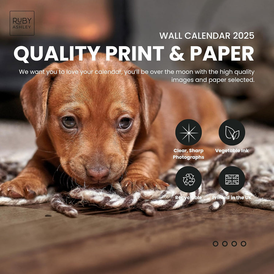 2025 Dachshund Dogs Calendar: 13 Months of Stunning Images, UK Notable Dates, Essential Contacts & Religious Festivals Included