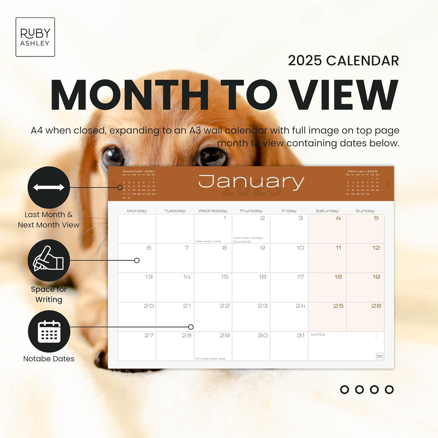 2025 Dachshund Dogs Calendar: 13 Months of Stunning Images, UK Notable Dates, Essential Contacts & Religious Festivals Included