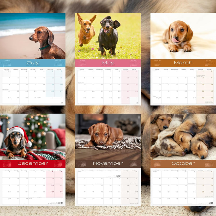 2025 Dachshund Dogs Calendar: 13 Months of Stunning Images, UK Notable Dates, Essential Contacts & Religious Festivals Included