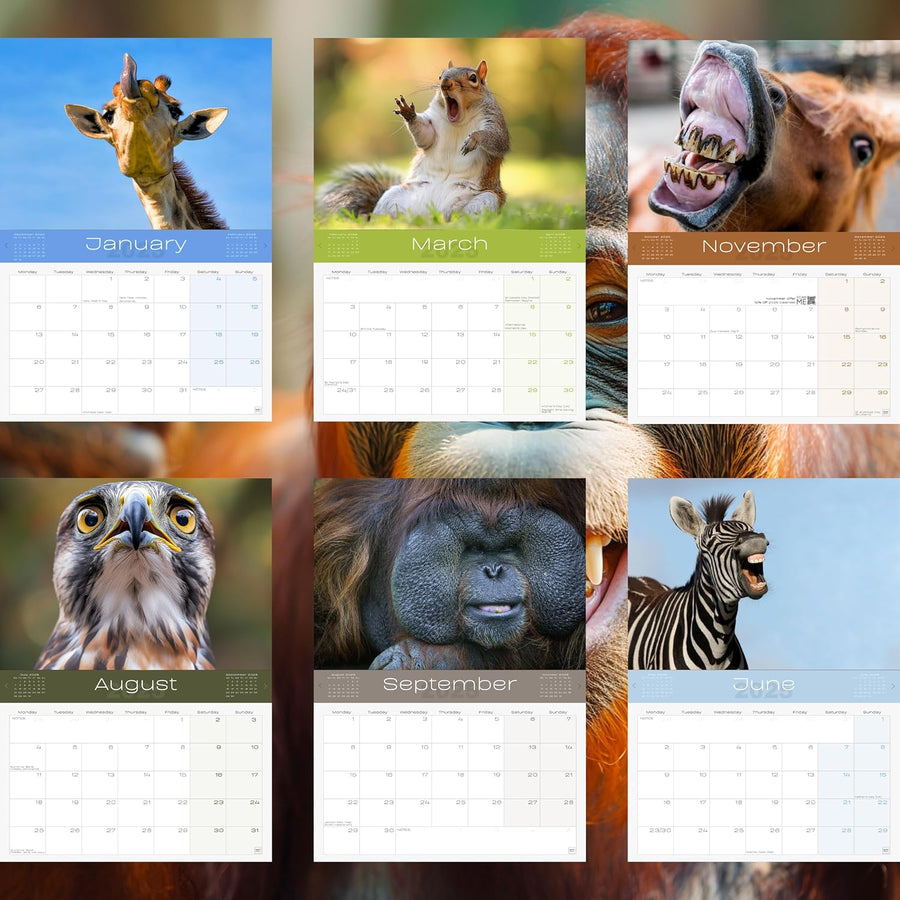 2025 Funny Animals Calendar: 13 Months of Cute Images, UK Notable Dates, Essential Contacts & Religious Festivals Included