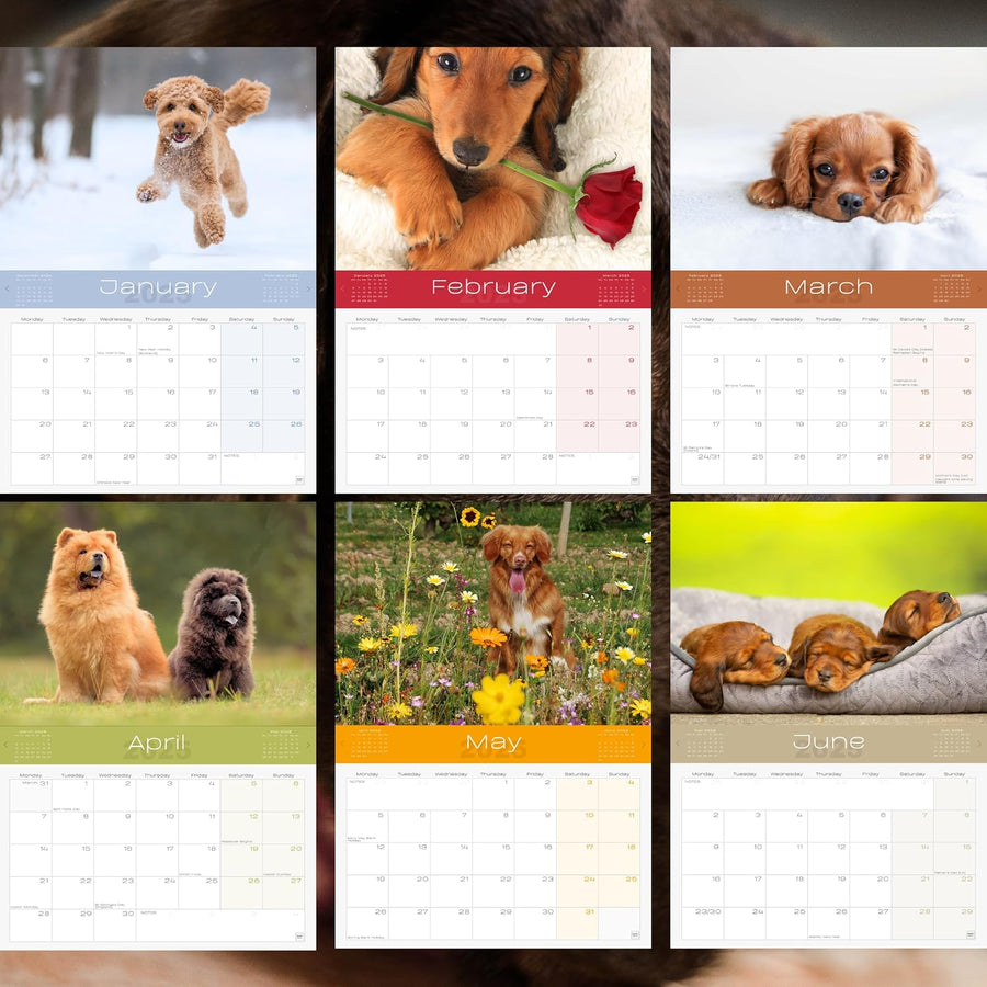 2025 Dogs & Puppies Calendar: 13 Months of Super Cute Images, UK Notable Dates, Essential Contacts & Religious Festivals Included
