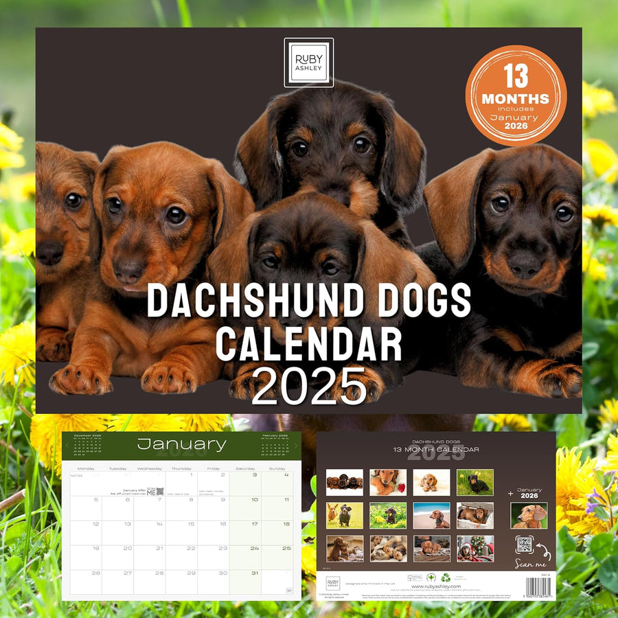 2025 Dachshund Dogs Calendar: 13 Months of Stunning Images, UK Notable Dates, Essential Contacts & Religious Festivals Included