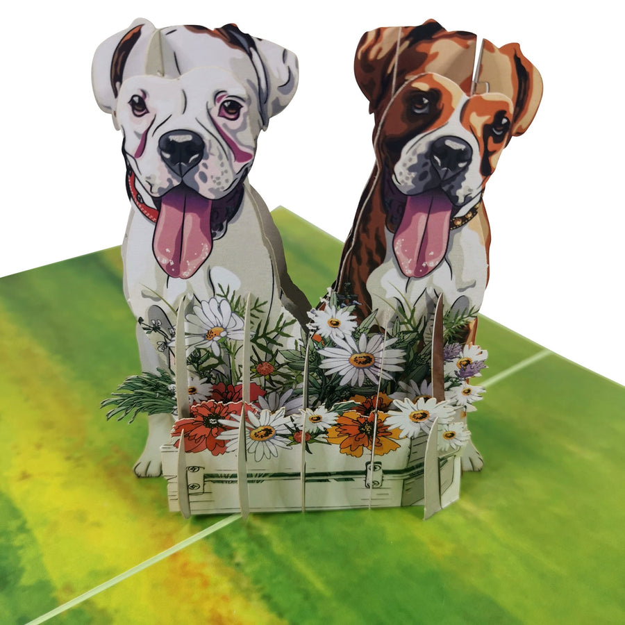 2 Boxer Dogs 3D Pop Up Card UK