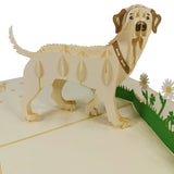Golden Labrador 3D Pop Up Card UK