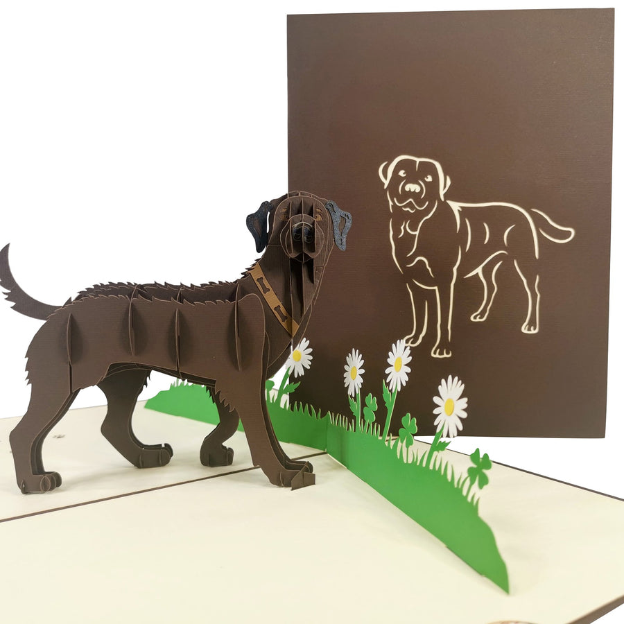 Brown Labrador 3D Pop Up Card UK