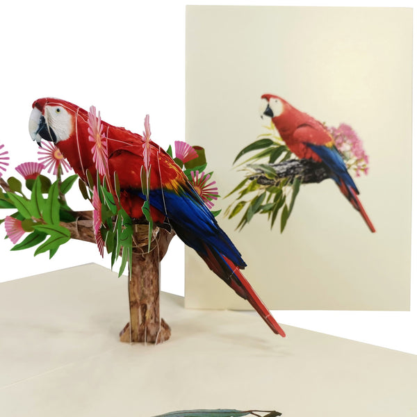 Scarlet Macaw Parrot Pop-Up Card